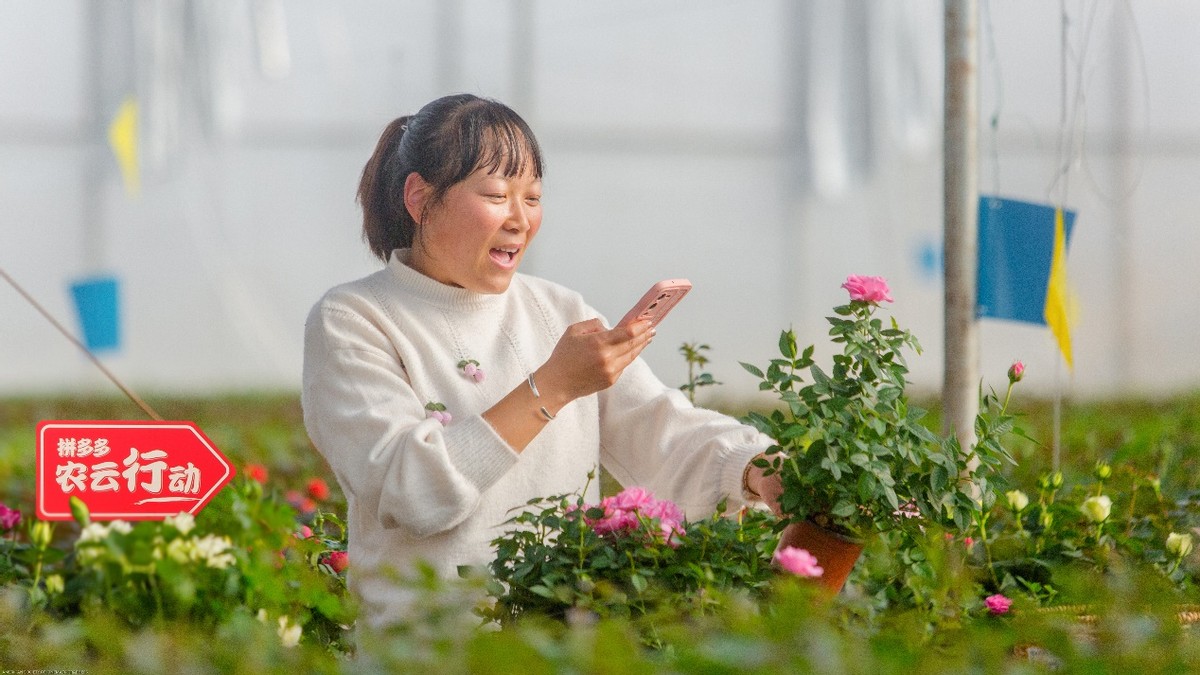 投注：拼多多2022年研發費用破百億，重投辳業科技，滿足用戶品質需求